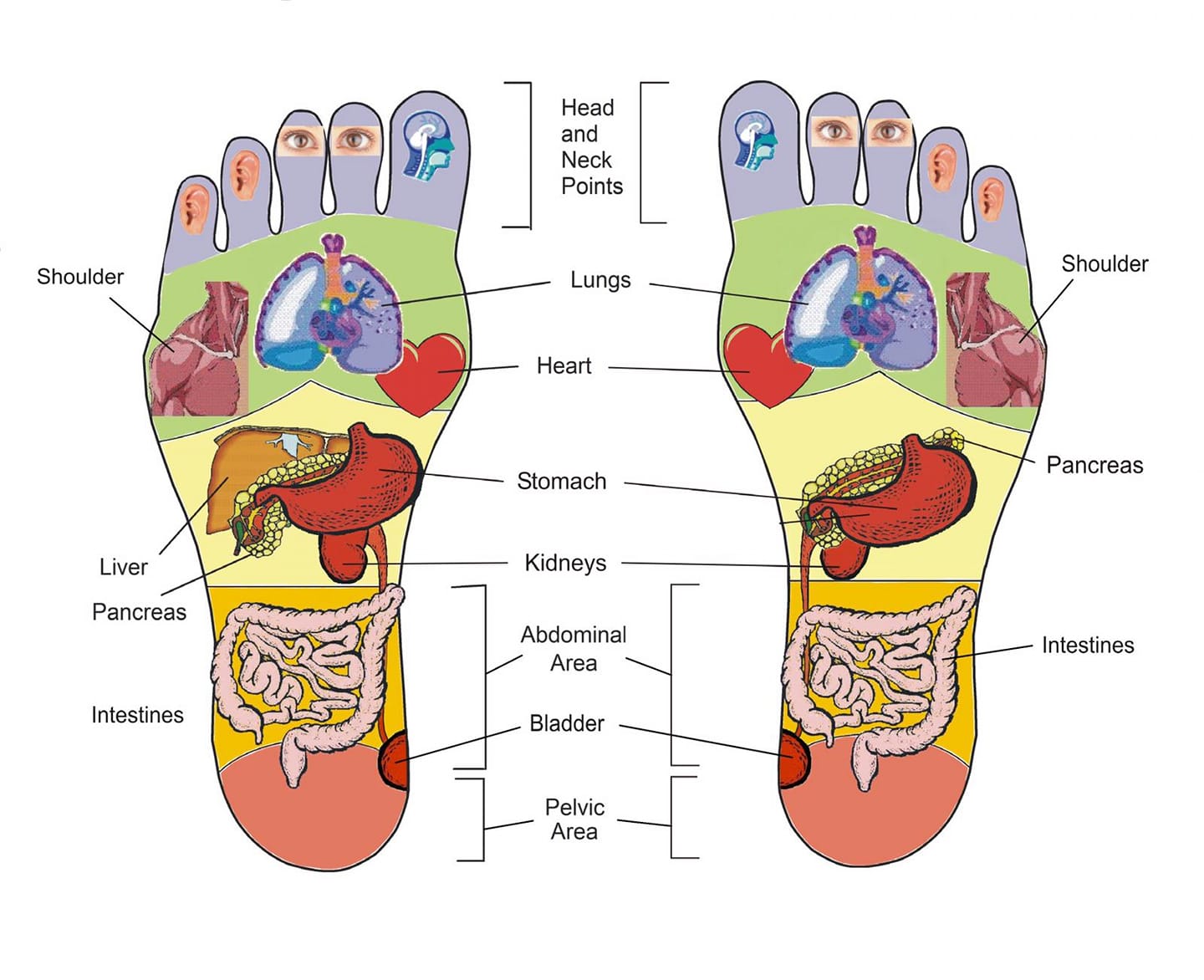 Corso Di Riflessologia Plantare Tartaloto